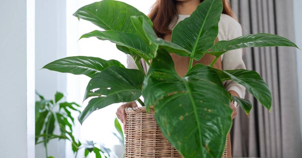 Ultimate Guide to Indoor Plant Care