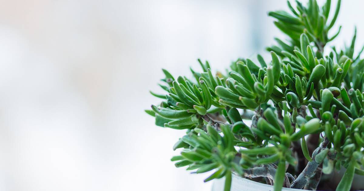 Ogre Ear Succulent (Crassula 'Gollum') Care Guide