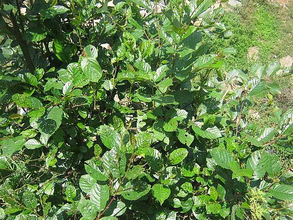 Alnus nepalensis