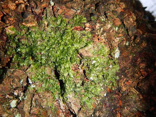 Metzgeria furcata