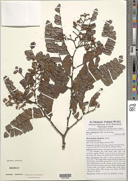 Microberlinia bisulcata