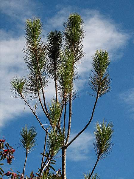 Pinus taiwanensis