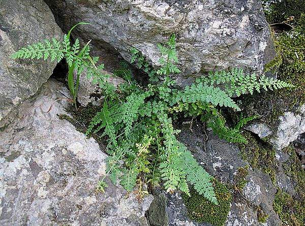 Asplenium fontanum
