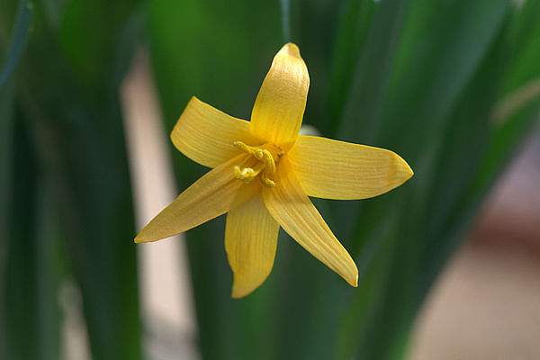 Colchicum luteum