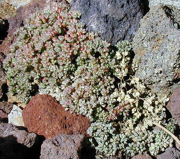 Polycarpon tetraphyllum
