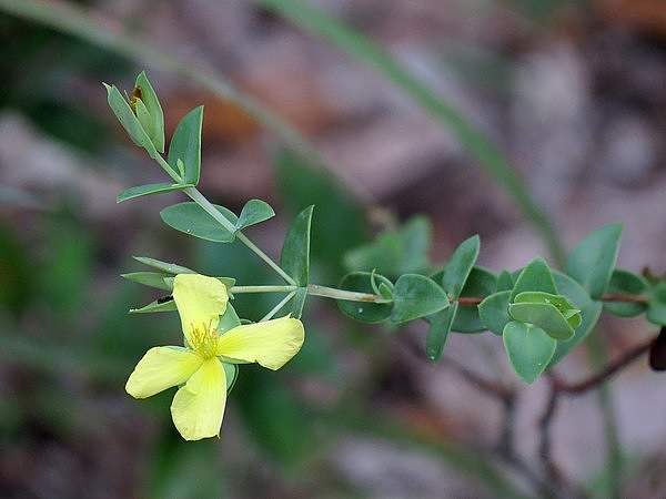 Hypericum tetrapetalum