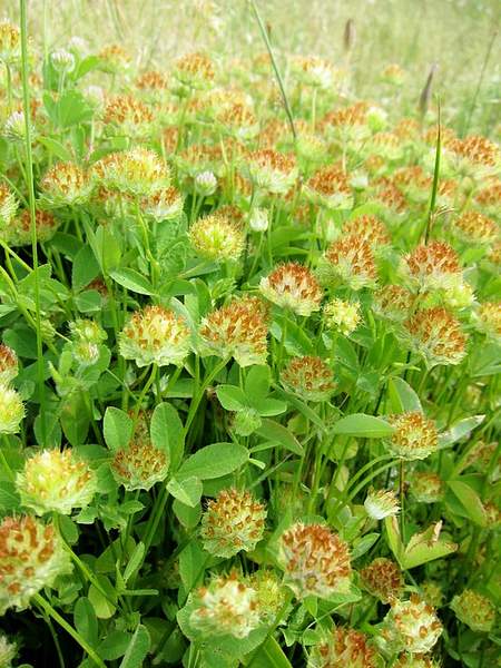 Trifolium cyathiferum