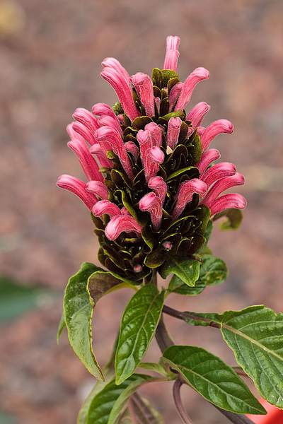 Justicia carnea