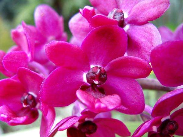 Rhynchostylis gigantea