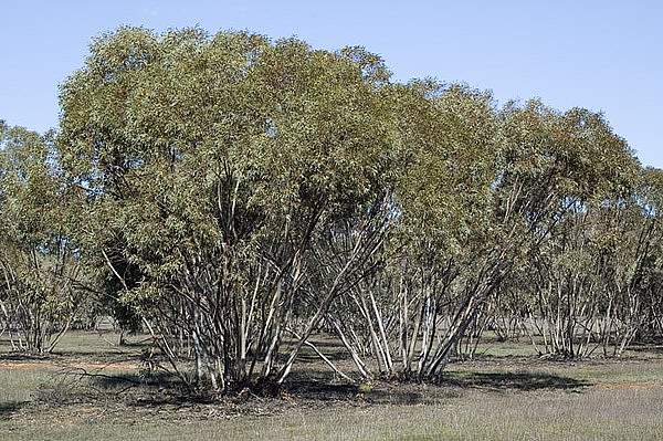 Eucalyptus dumosa