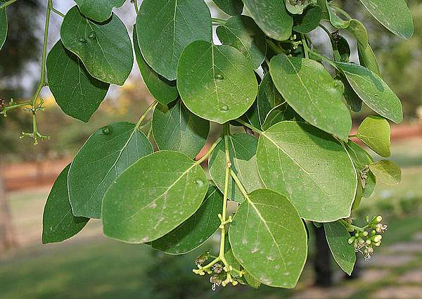 Cordia dichotoma