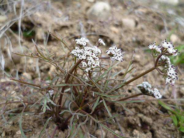 Lomatium geyeri