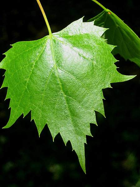 Tilia mongolica