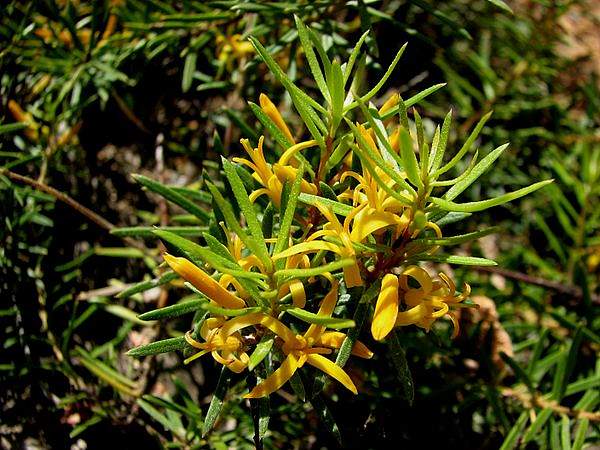 Persoonia chamaepeuce