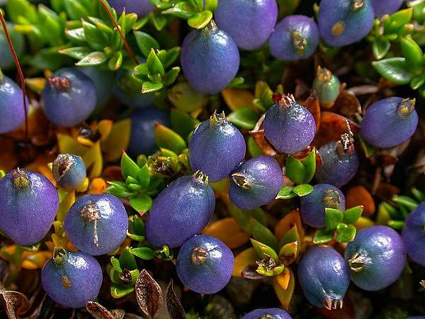 Coprosma moorei