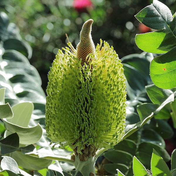 Banksia grandis