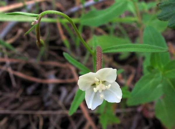 Clarkia epilobioides