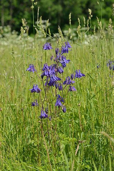 Aquilegia vulgaris