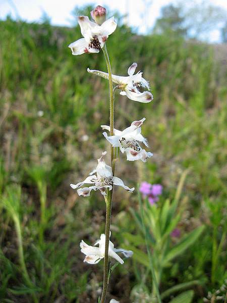 Delphinium carolinianum
