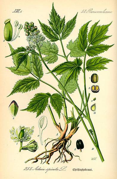 Actaea spicata