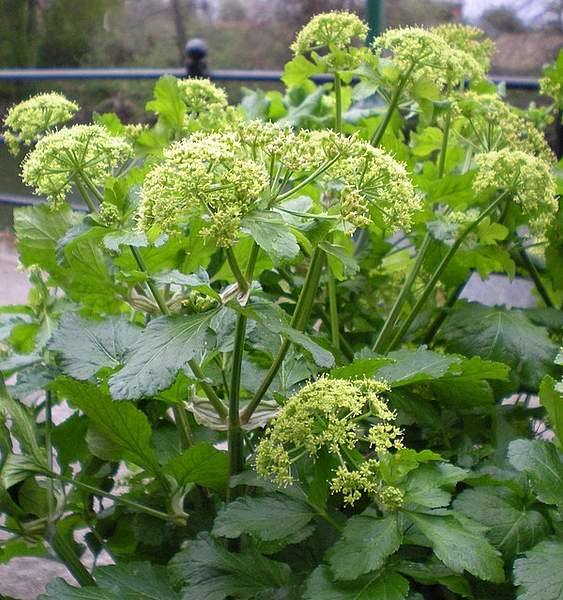 Smyrnium olusatrum