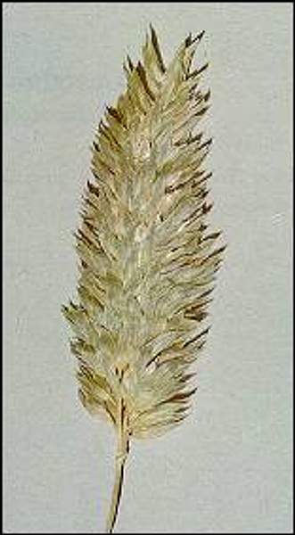 Phalaris caroliniana