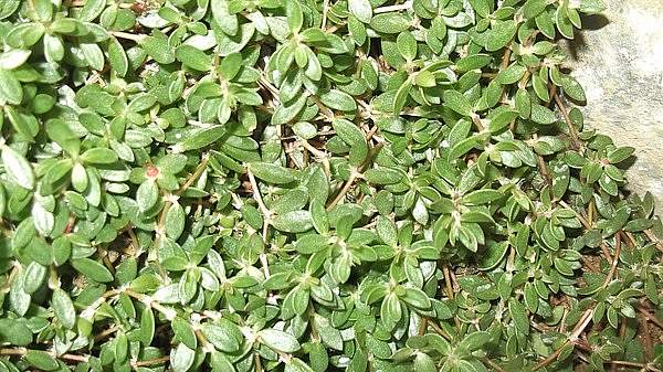 Portulaca quadrifida