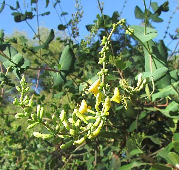 Lonicera interrupta