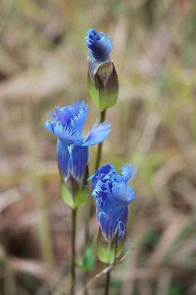 Gentianopsis crinita