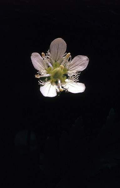 Parnassia fimbriata