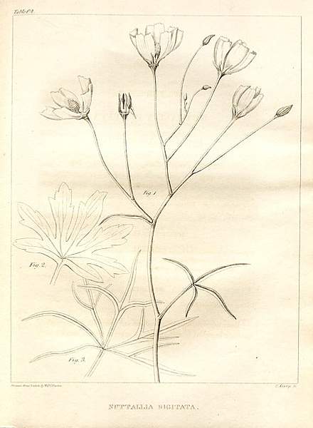 Callirhoe digitata