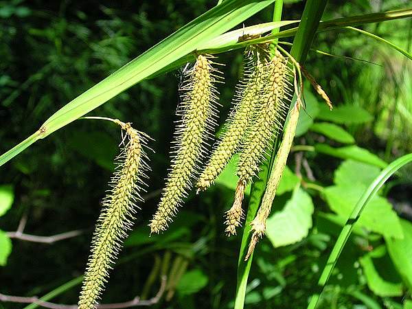 Carex crinita