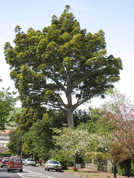 Agathis robusta