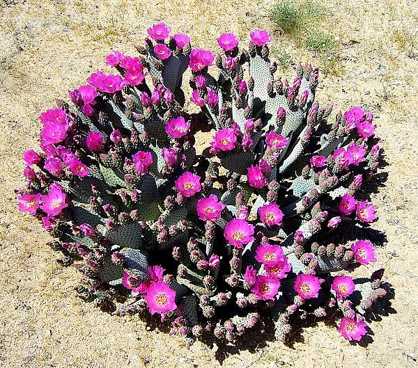 Opuntia basilaris