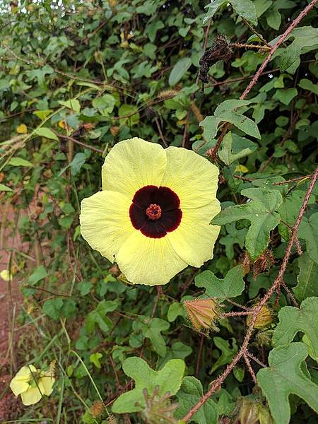 Hibiscus aculeatus