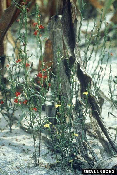 Striga asiatica