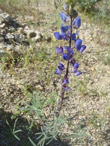 Lupinus sparsiflorus