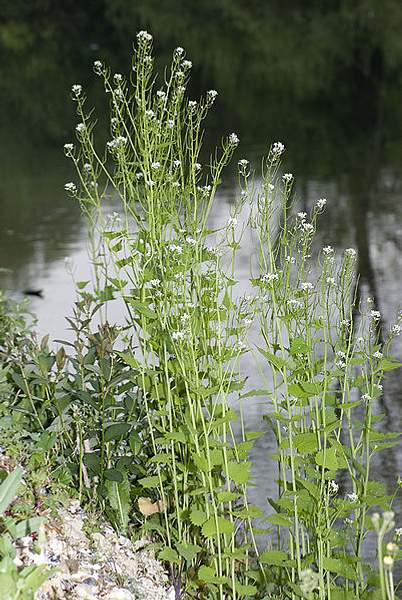 Alliaria petiolata