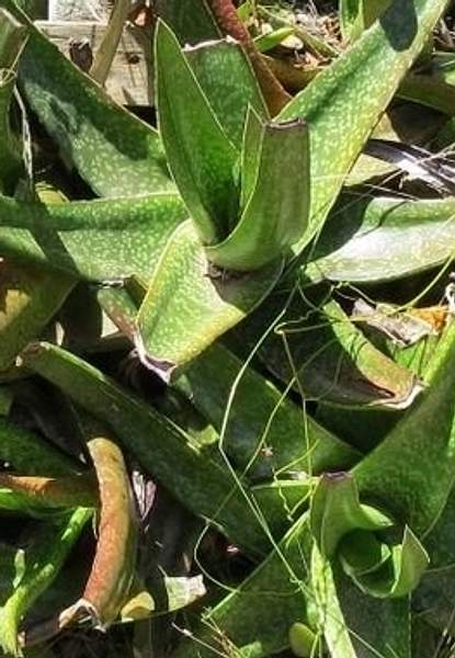Gasteria acinacifolia