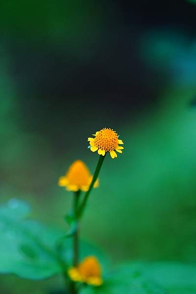 Acmella uliginosa