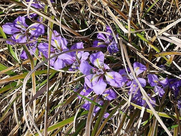 Iris unguicularis