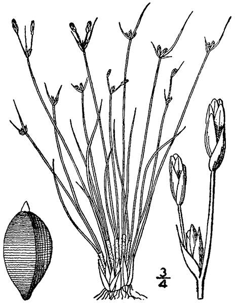 Bulbostylis capillaris