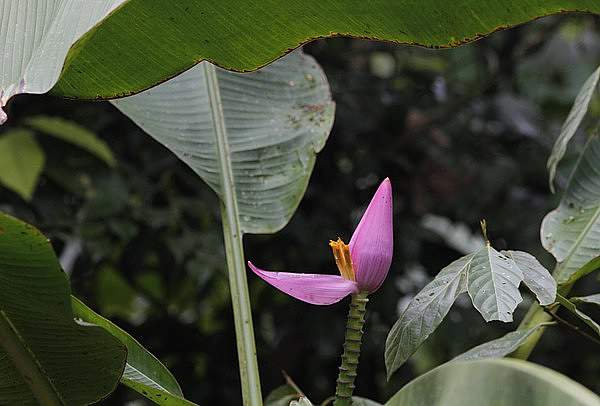 Musa ornata