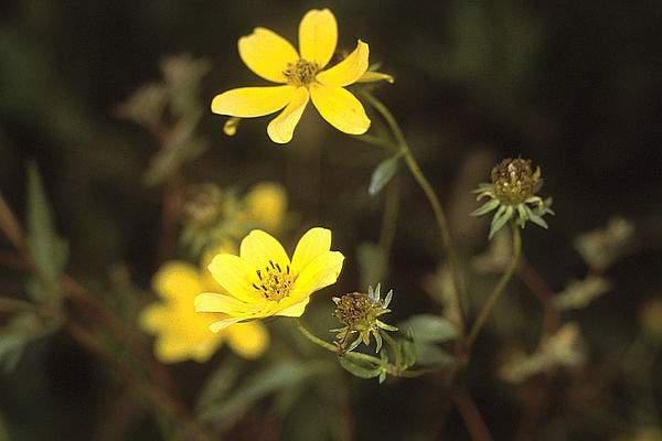 Bidens aristosa