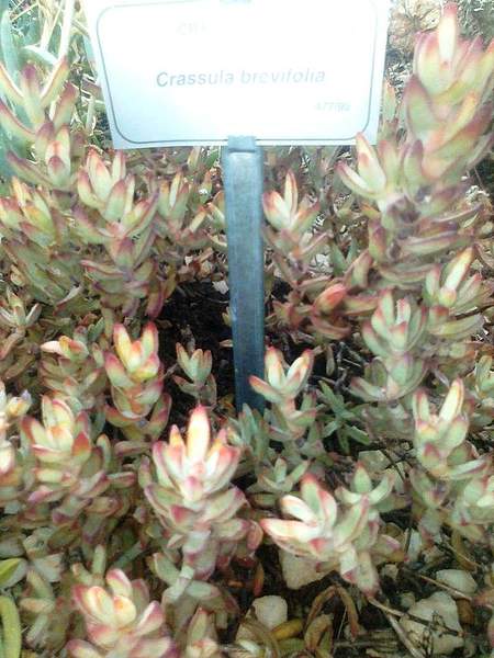 Crassula brevifolia