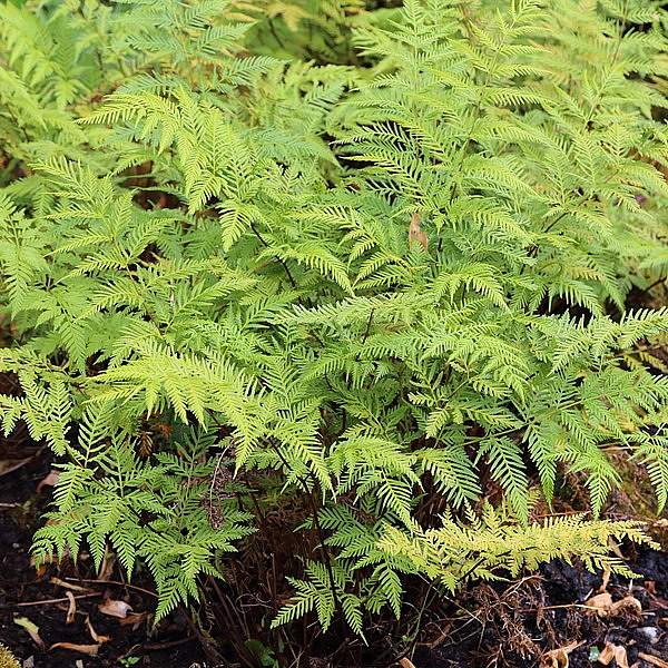 Pteris tremula