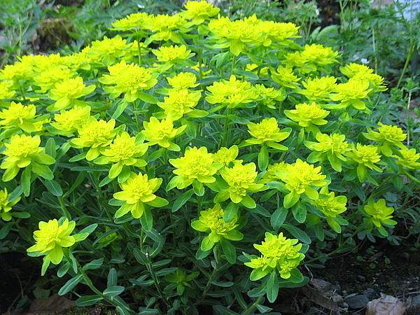 Euphorbia epithymoides
