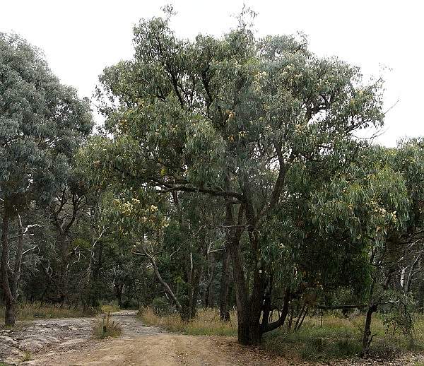 Eucalyptus obliqua