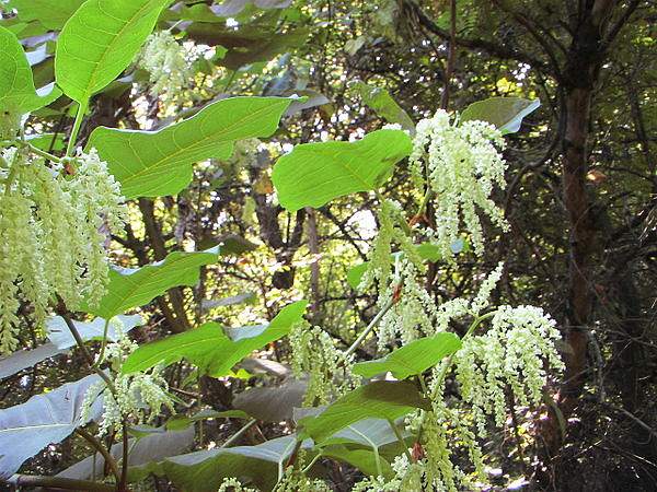 Reynoutria sachalinensis