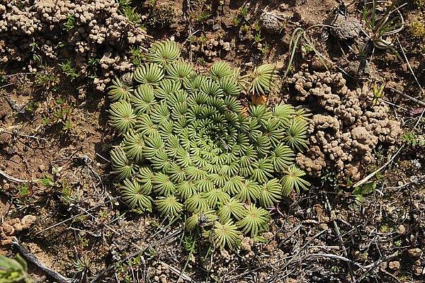 Oxalis palmifrons